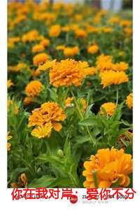 你在我对岸:爱你不分对错全文+后续 你在我对岸:爱你不分对错全文+后续