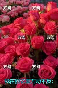 我在回忆里万劫不复：全文+后续+结局