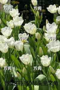 他站在回忆尽头：无错版